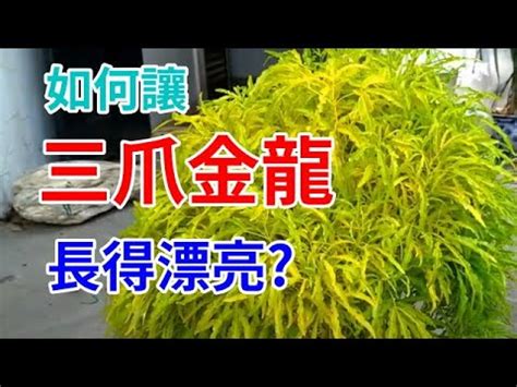 三爪金龍風水